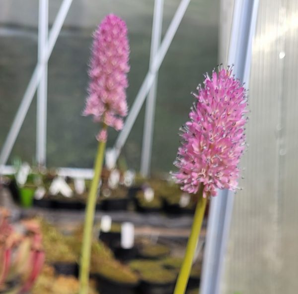 Helonias bullata Samen (30 Stk.)