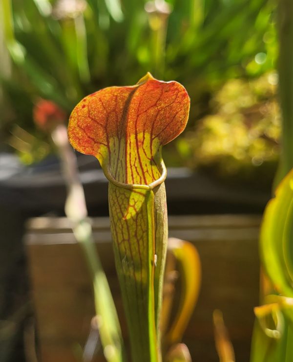 Sarracenia alata A13 red tub