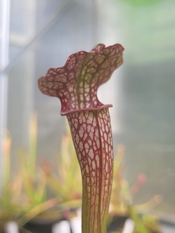 Sarracenia hybrid 6