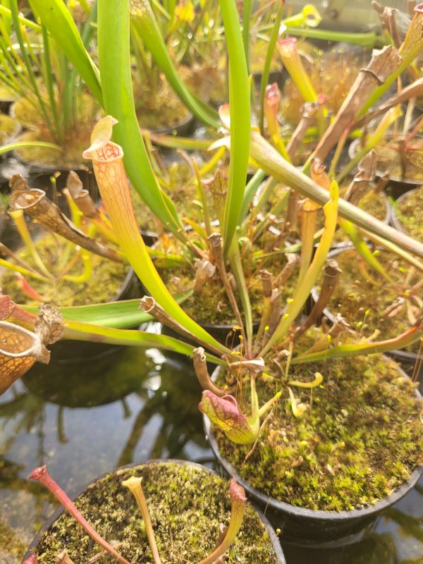 Sarracenia leucopylla hybrid