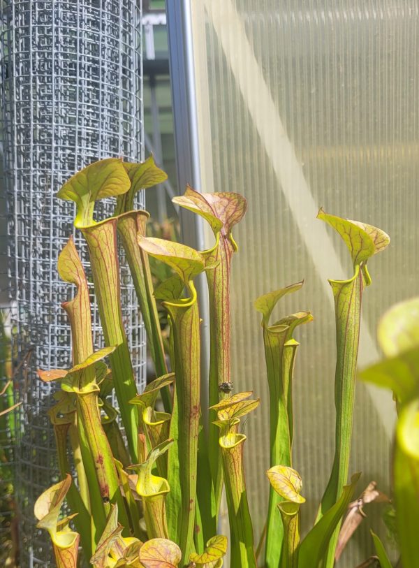 Sarracenia flava rubricorpora x flava cuprea big round copper lid