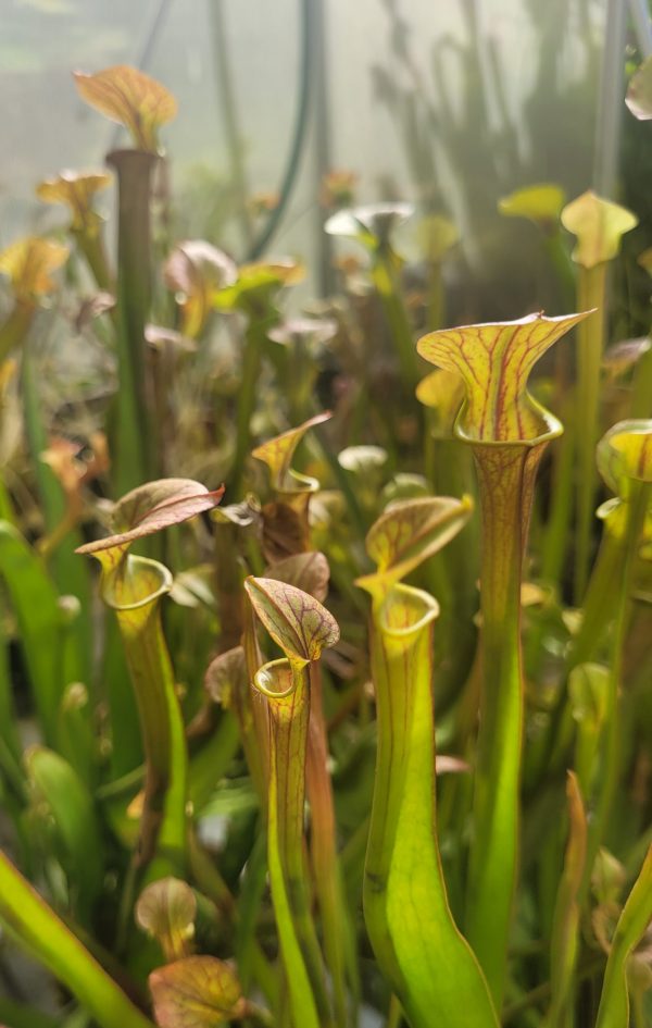 Sarracenia flava rubricorpora x flava cuprea large round copper lid