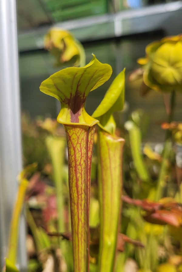 Sarracenia flava rubricorpora "seedgrown" Apalachia